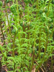 IMG_0032.JPG