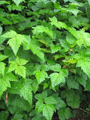 IMG_0037.JPG