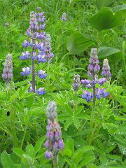 IMG_0038.JPG