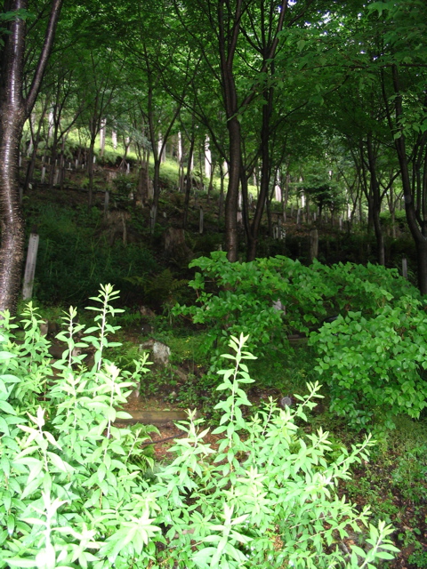 IMG_0875.JPG