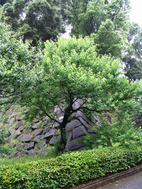IMG_0655.JPG