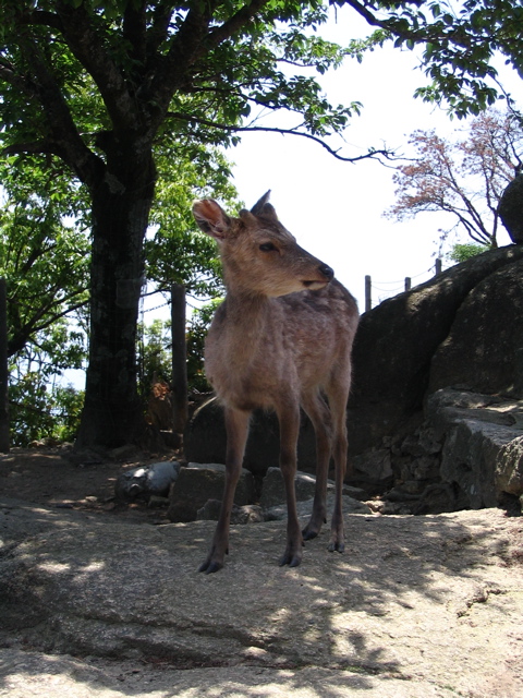 IMG_1200.JPG