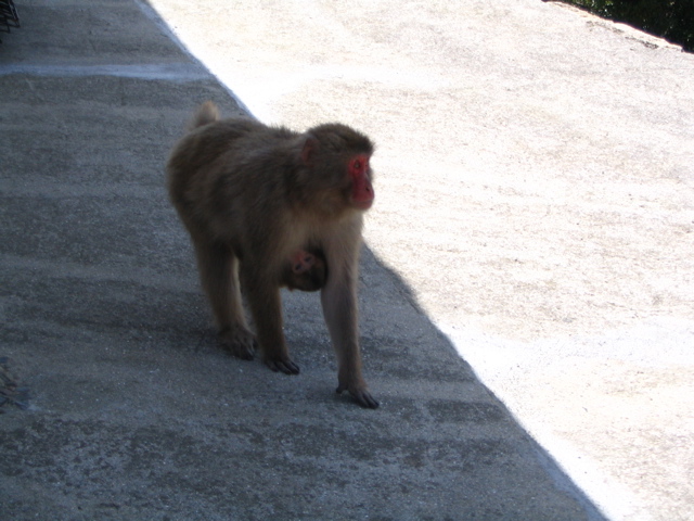 IMG_1221.JPG