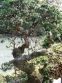 IMG_0808.JPG