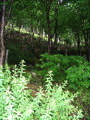 IMG_0875.JPG