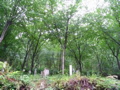 IMG_0878.JPG