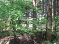 IMG_1051.JPG