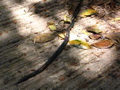 IMG_1176.JPG