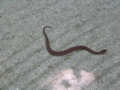 IMG_1228.JPG
