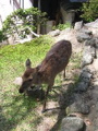 IMG_1230.JPG