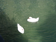 IMG_1389.JPG