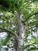 IMG_1507.JPG
