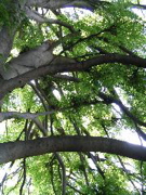 IMG_1509.JPG