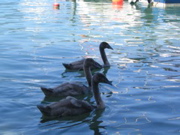 IMG_1420.JPG
