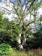 IMG_1449.JPG